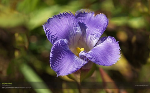 Projet modèle de restauration de la rive
